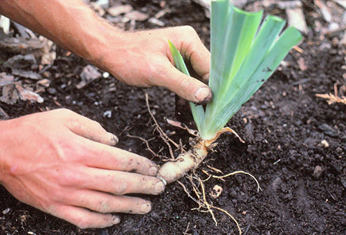 Plantando rizoma de íris