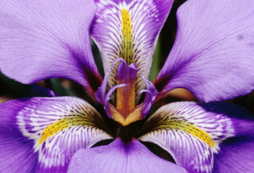 Bunga iris