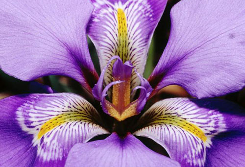 Iris