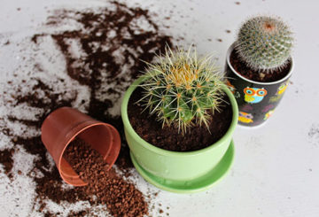 Cactussen overplanten