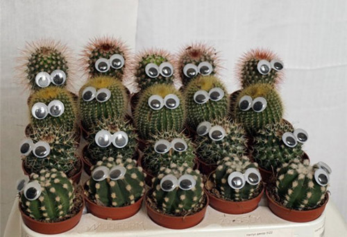 Małe kaktusy