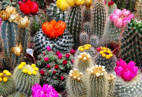 Cactus en flor