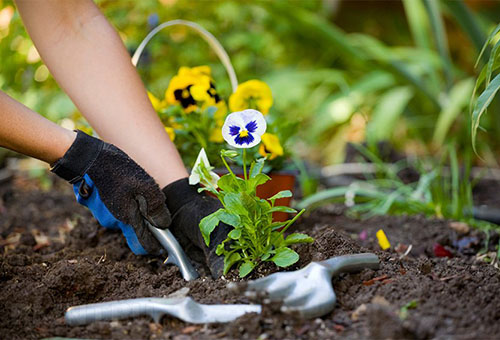 Plantando uma violeta de jardim