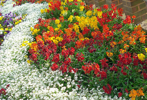 Jardin fleuri champêtre