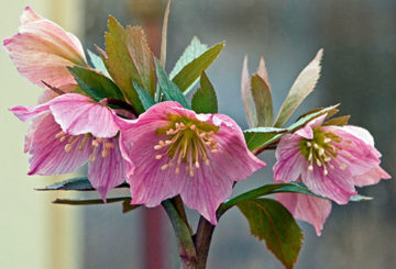 Hellebore virágok