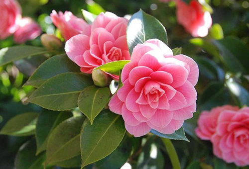 Fleurs de camélia de jardin