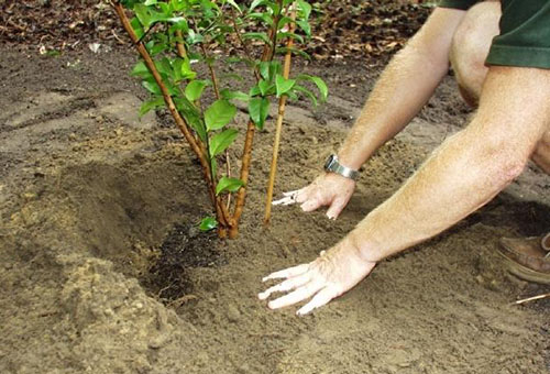 Plantando camélia