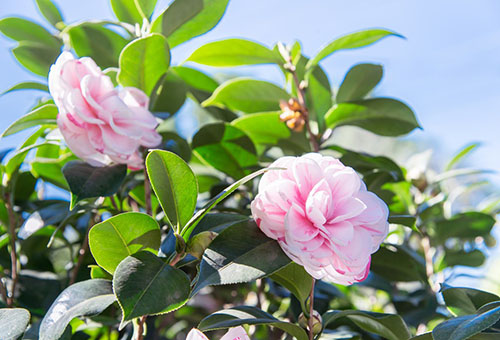 Camélia en fleurs