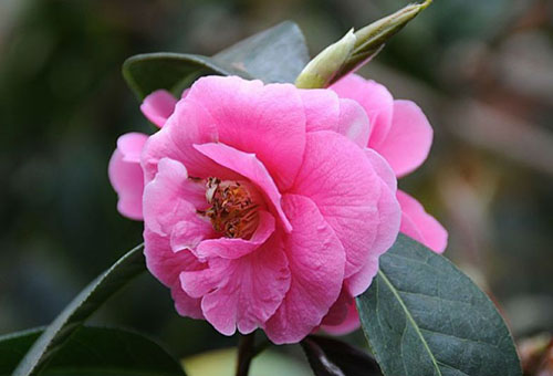 Bunga camellia layu