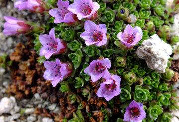 Saxifrage yang mekar