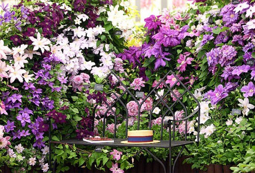 Diferentes tipos de clematis