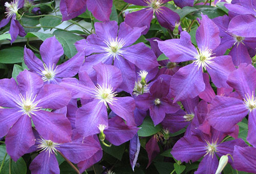 Clematis, kacukan Jacqueman