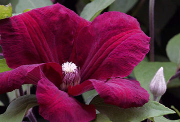 Clematis Rouge bíboros