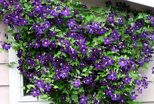 Bloeiende clematis