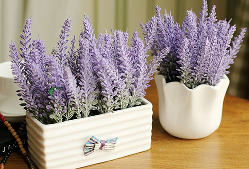 Lavender di rumah