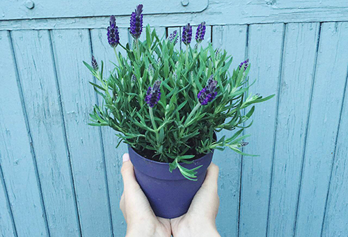 Lavendel in een pot