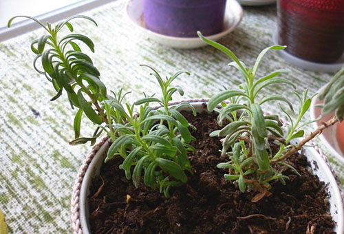 Brotes de lavanda