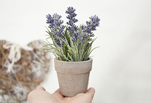 Pot met lavendel