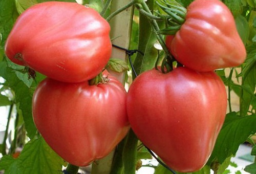 Tomates vermelhos na estufa