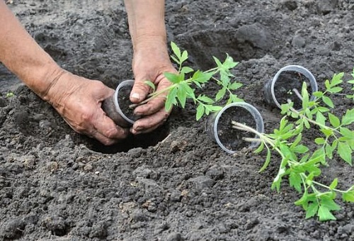 Tomates en crecimiento