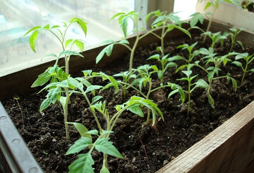 Pousses de tomates