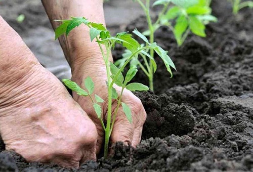 plantando um tomate em uma estufa