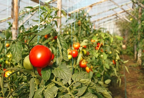 Tomates rojos en invernadero