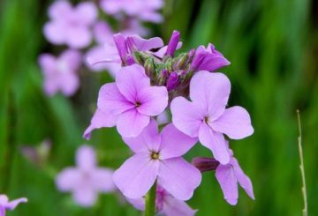 Flor Hesperis