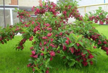 buisson de fleurs