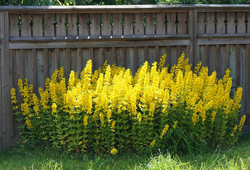 Kvetoucí skvrnitý loosestrife poblíž plotu