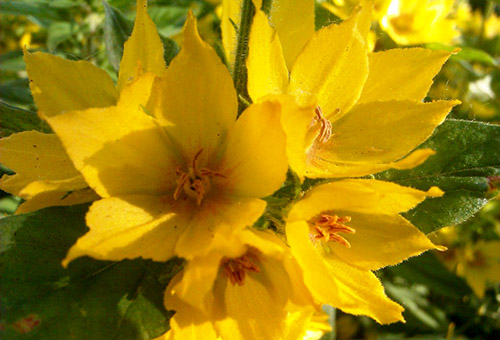 Flores de loosestrife manchadas