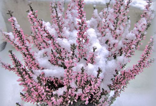 هيذر الوردي في الثلج