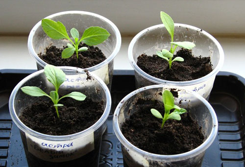 Seedlings of asters