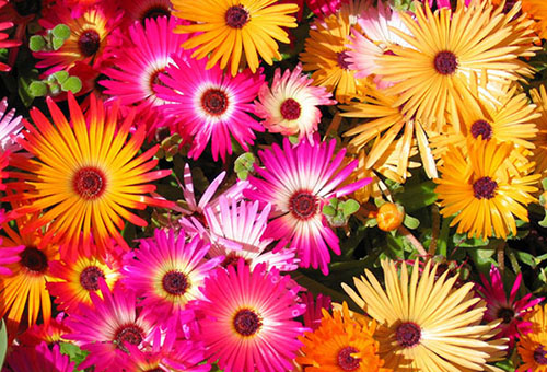 زهور النجمة متعددة الألوان