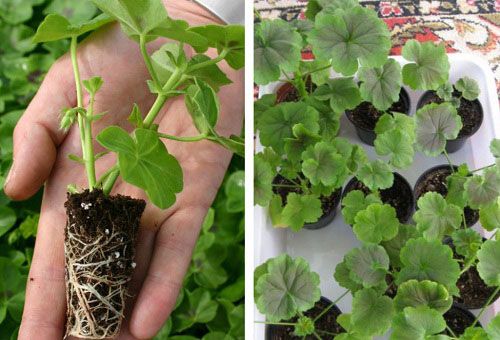 Reproduktion och plantering av trädgårds Pelargonium