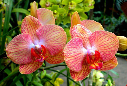 Орхидея цветя