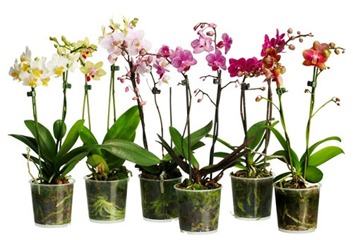 Различни сортове орхидеи