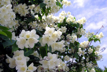 Jasmim de jardim em flor