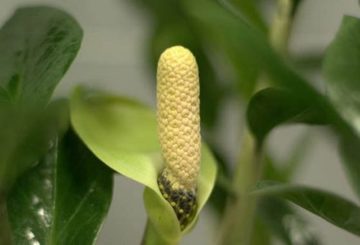 zamioculcas bloem