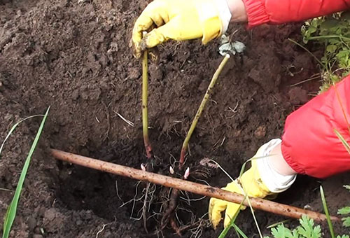 Planter une pivoine d'arbre