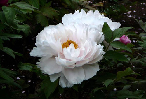 Bunga peony putih