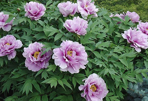 Pokok peony semak