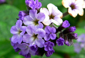 Flor de heliotrópio