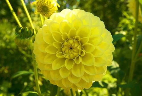 Dahlia DIPEST JAUNE