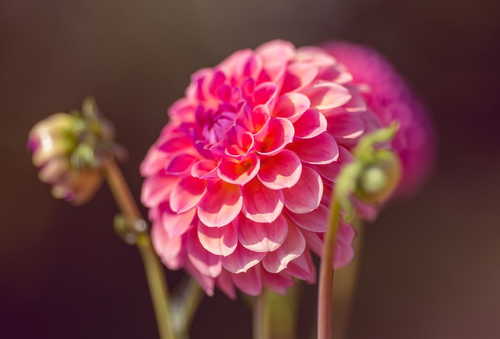 Dahlias à pompon