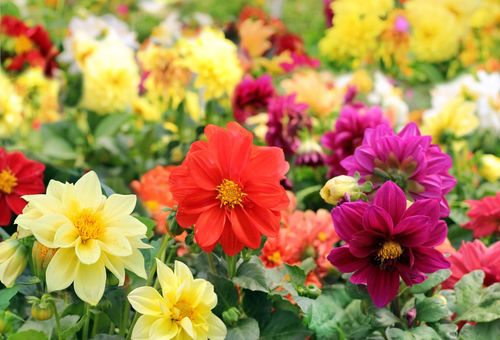 Les dahlias sont des mecs drôles