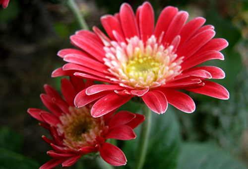 Gerbera merah