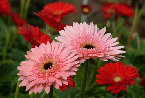 Gerberas merah jambu dan merah