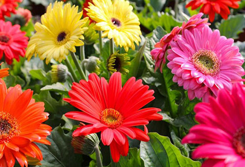 Gerberas florescendo