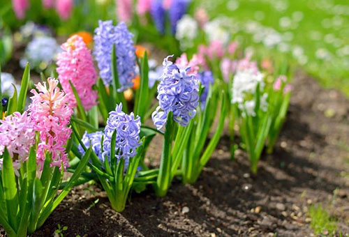 Jacinthes en fleurs en plein champ